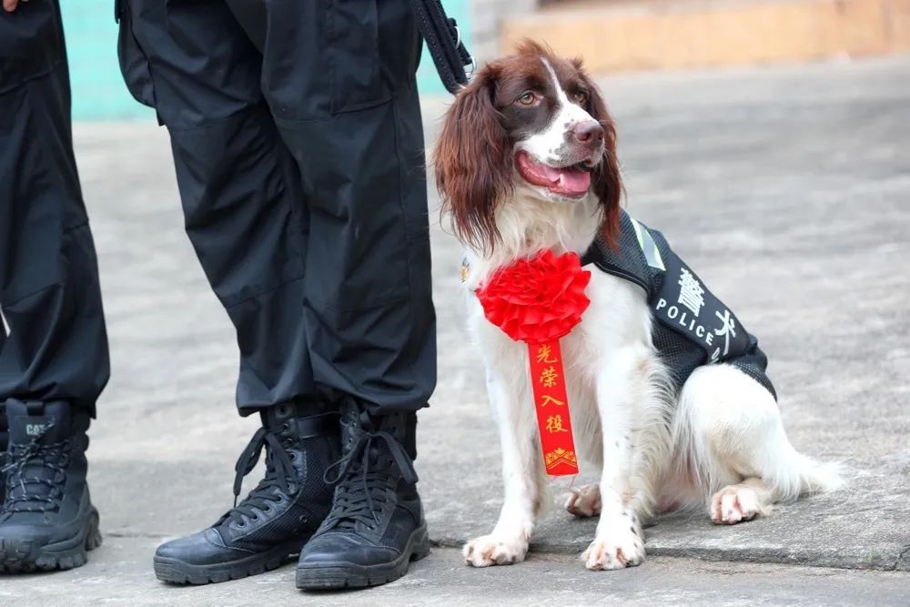 警犬“飞机”入职日记！
