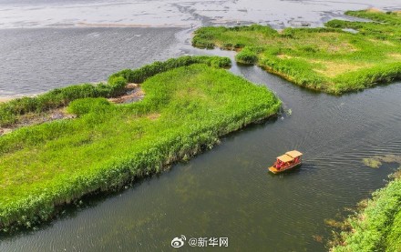 一起欣赏！夏日乌梁素海风景如画