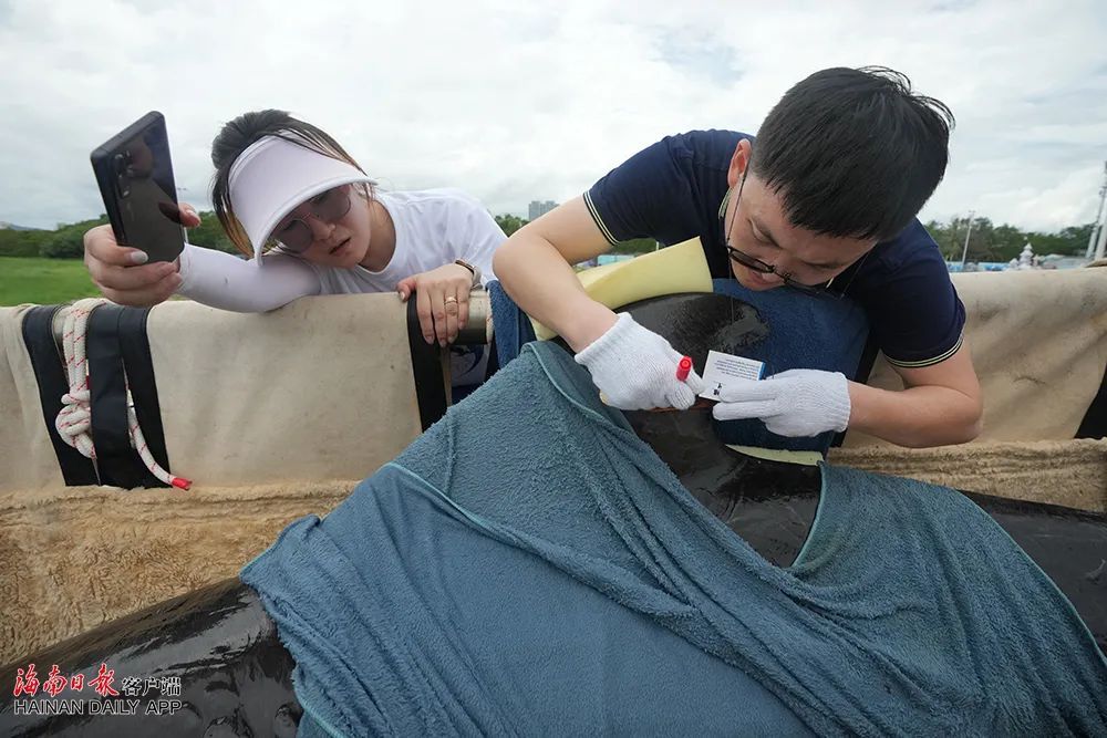 祝福!“海棠”从三亚启程“回家” 祝福!“海棠”从三亚启程“回家”