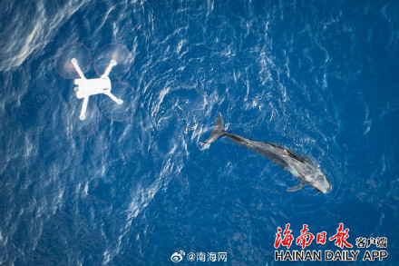 搁浅短肢领航鲸“海棠”重归大海！