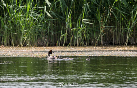 一起欣赏！夏日乌梁素海风景如画
