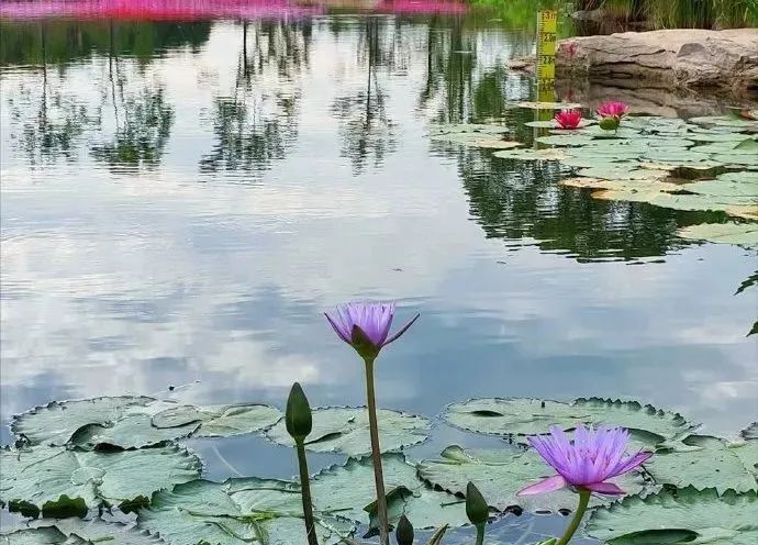 热热热！上海最高温冲刺33℃！雨雨雨！下午局部地区或将出现短时强降水
