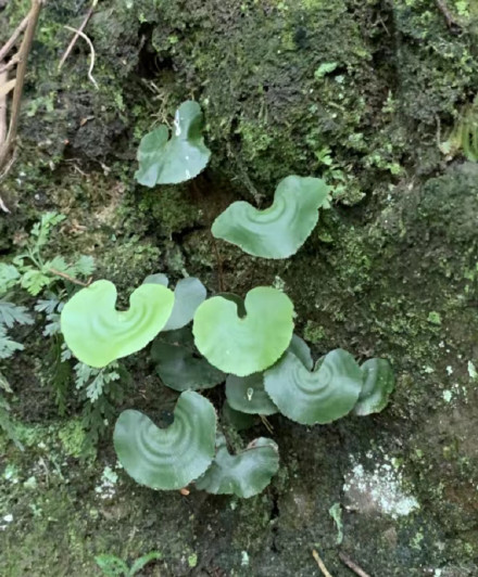 首获成功！植物大熊猫荷叶铁线蕨实现野外回归