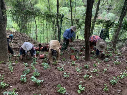 首获成功！植物大熊猫荷叶铁线蕨实现野外回归