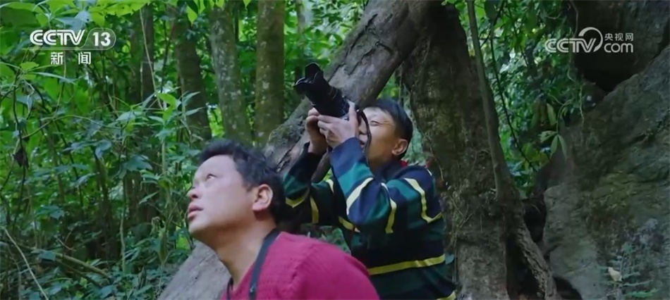 菲氏叶猴“举家出游” 多组镜头见证中国生物多样性保护“硕果累累” 菲氏叶猴“举家出游” 多组镜头见证中国生物多样性保护“硕果累累”