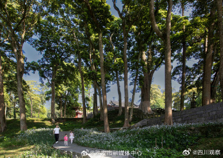 想去!云峰山上1700岁的桢楠王 想去!云峰山上1700岁的桢楠王