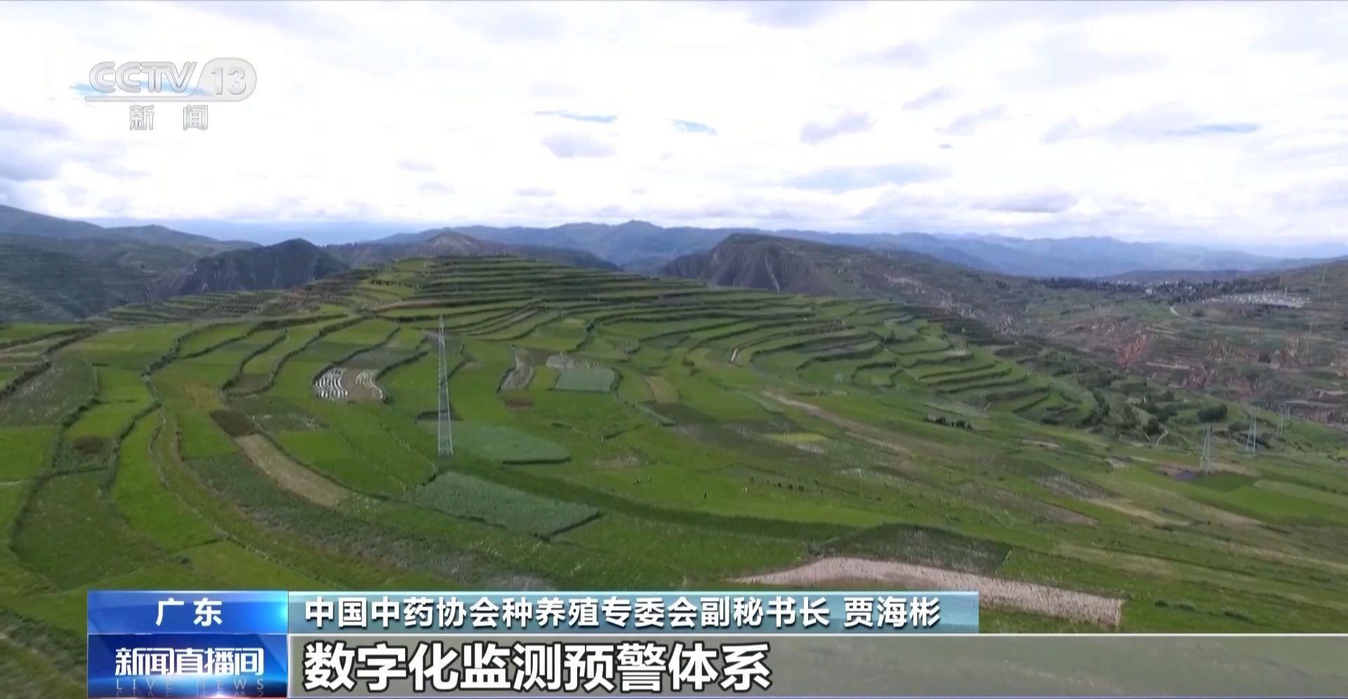 中药材价格为何涨不停？记者探寻背后原因