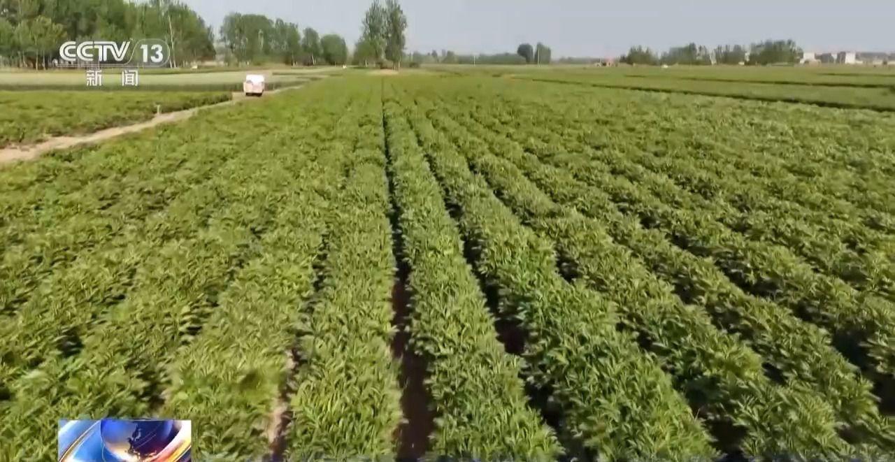 中药材价格为何涨不停？记者探寻背后原因