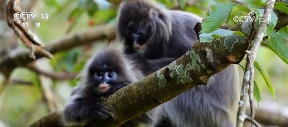 菲氏叶猴“举家出游” 多组镜头见证中国生物多样性保护“硕果累累” 菲氏叶猴“举家出游” 多组镜头见证中国生物多样性保护“硕果累累”