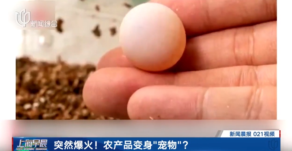 “上海一年级家长都在买”?突然爆火!有人半夜蹲守抢购 “上海一年级家长都在买”?突然爆火!有人半夜蹲守抢购