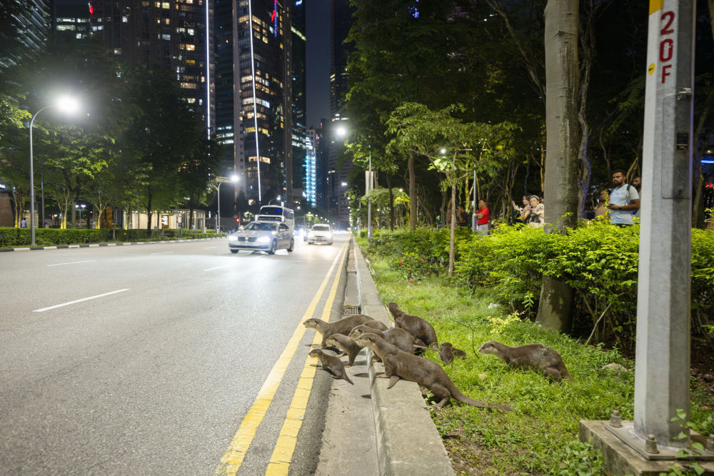 新加坡：街头出没的水獭