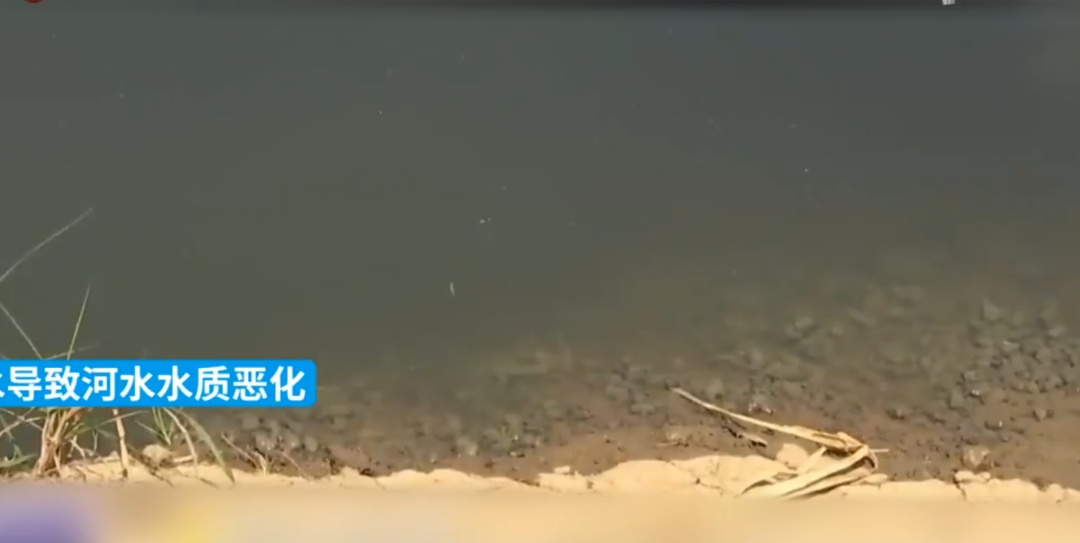 长江支流出现大量死鱼,水质恶臭、发黑!官方:污染源确定… 长江支流出现大量死鱼,水质恶臭、发黑!官方:污染源确定…