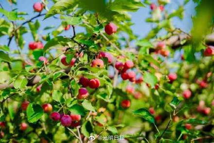 三秦大地上的中国重要农业文化遗产