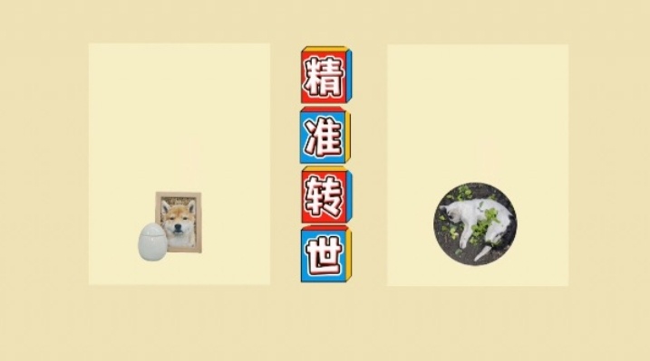 猫咪去世后她花上万元找宠物沟通师 结果扎心了...