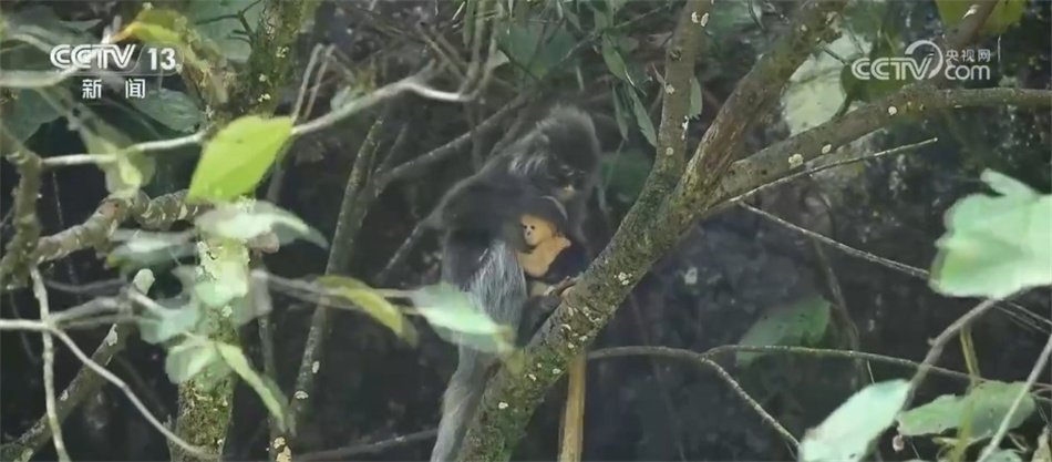 菲氏叶猴“举家出游” 多组镜头见证中国生物多样性保护“硕果累累” 菲氏叶猴“举家出游” 多组镜头见证中国生物多样性保护“硕果累累”