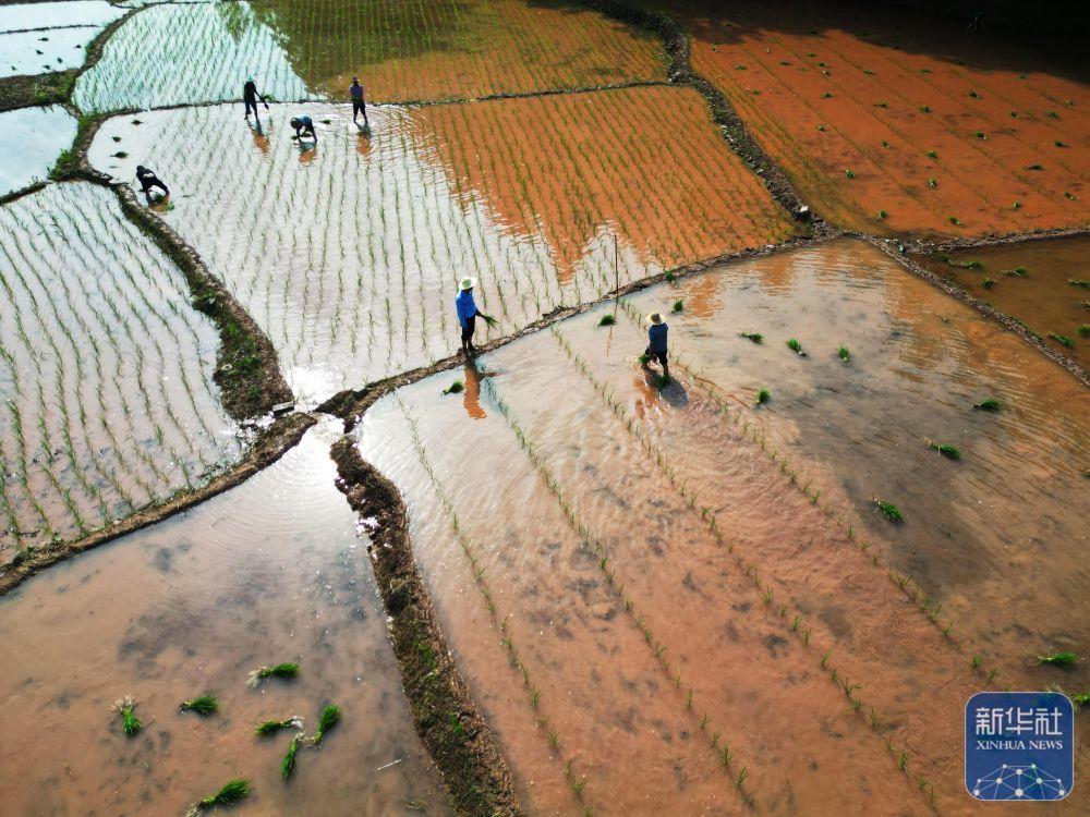 “三夏”插秧忙