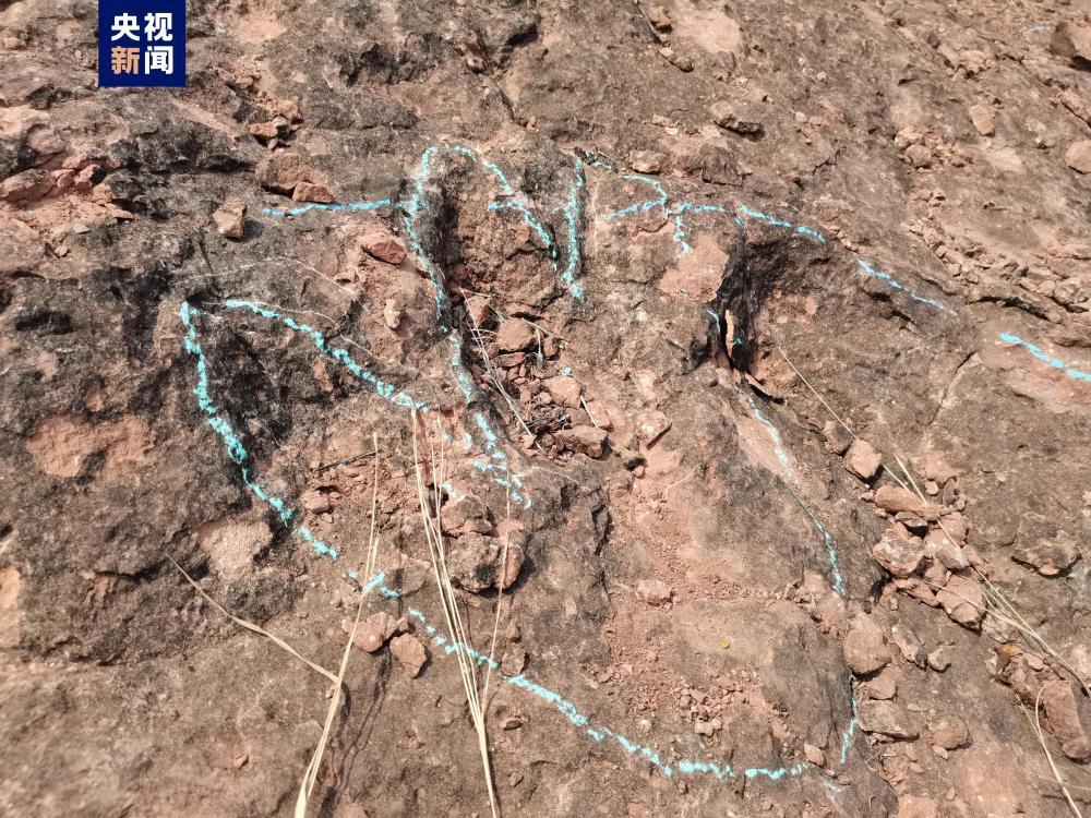 400多枚！云南禄丰发现1.2亿年前恐龙足迹化石群