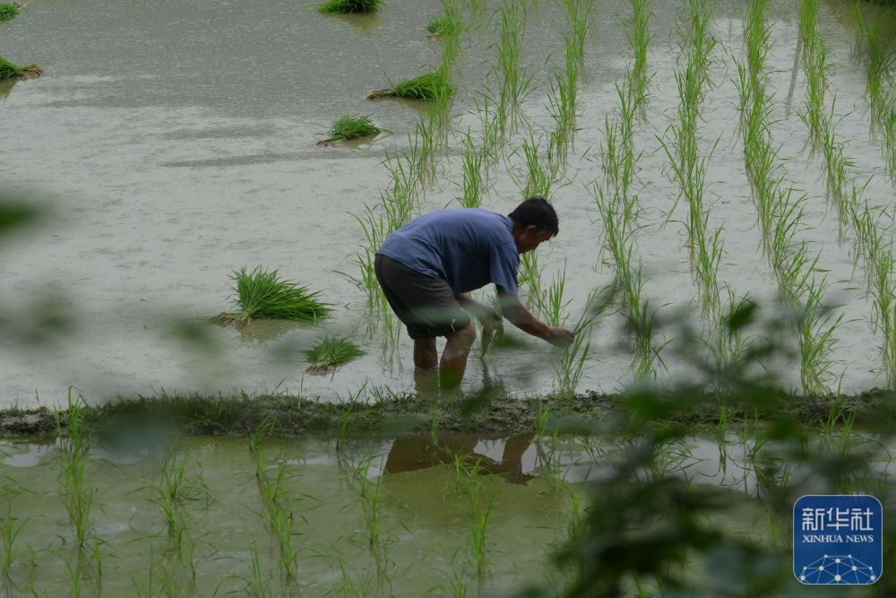 “三夏”插秧忙