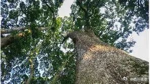 想去!云峰山上1700岁的桢楠王 想去!云峰山上1700岁的桢楠王