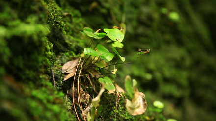 首获成功！植物大熊猫荷叶铁线蕨实现野外回归