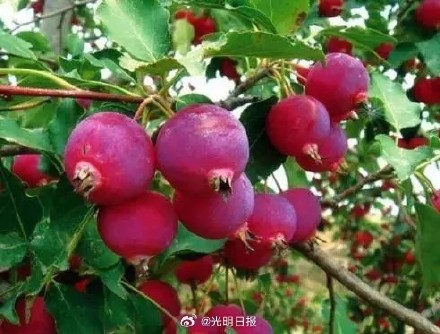 三秦大地上的中国重要农业文化遗产