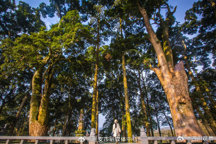 想去!云峰山上1700岁的桢楠王 想去!云峰山上1700岁的桢楠王