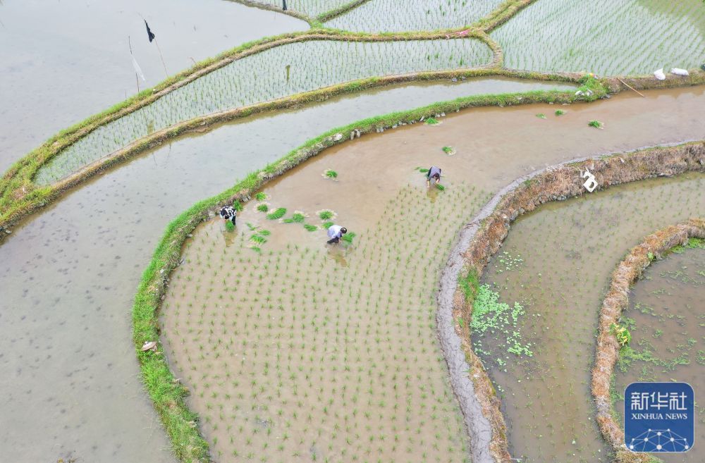 “三夏”插秧忙