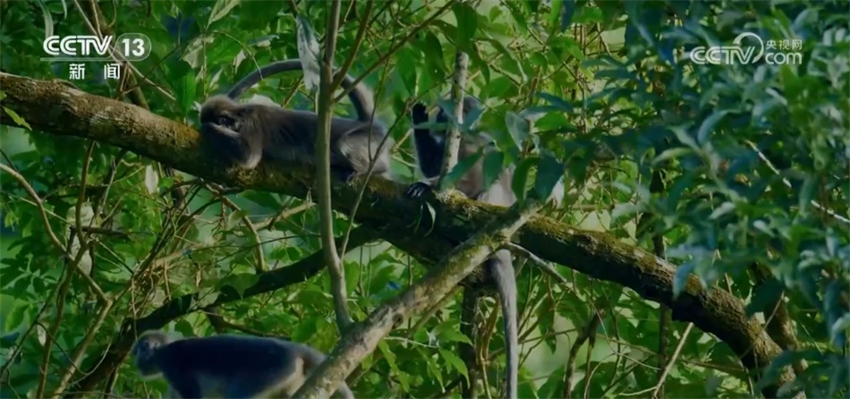 菲氏叶猴“举家出游” 多组镜头见证中国生物多样性保护“硕果累累” 菲氏叶猴“举家出游” 多组镜头见证中国生物多样性保护“硕果累累”