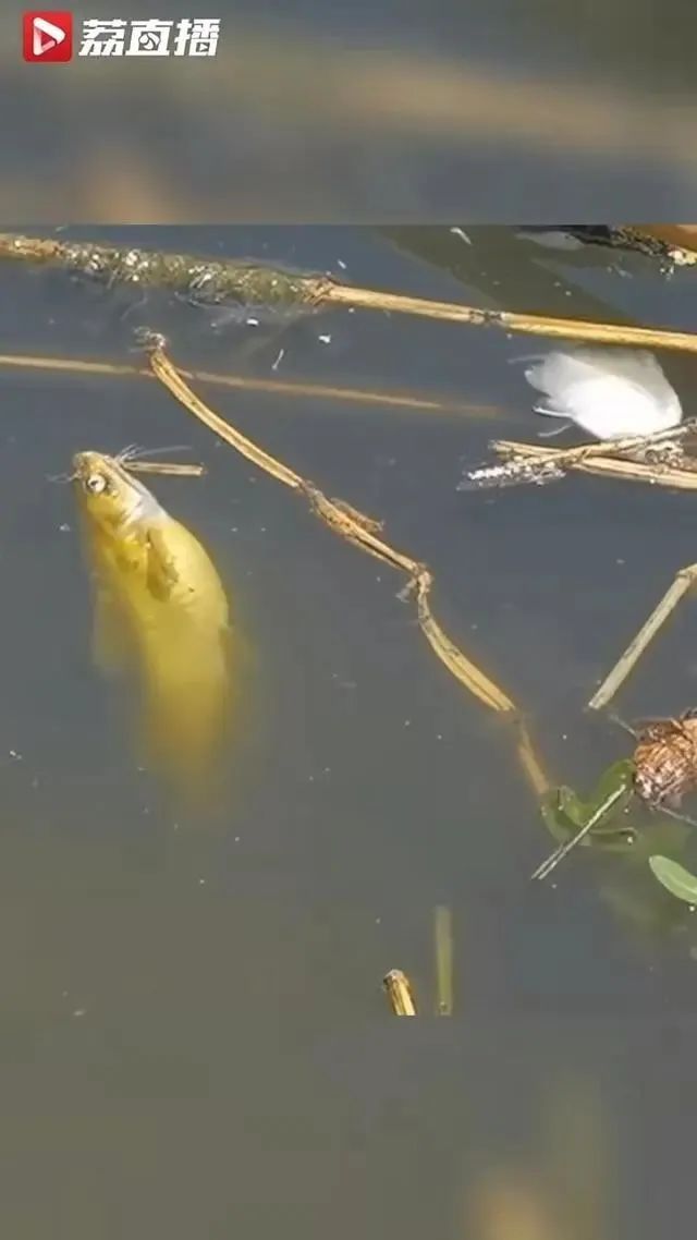 长江支流出现大量死鱼,水质恶臭、发黑!官方:污染源确定… 长江支流出现大量死鱼,水质恶臭、发黑!官方:污染源确定…