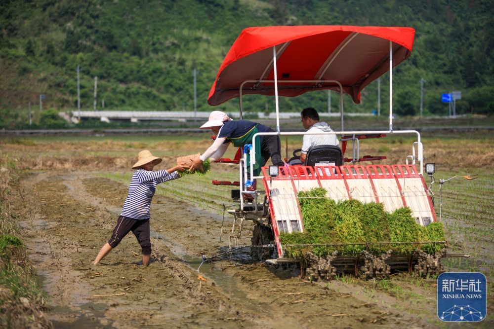 “三夏”插秧忙