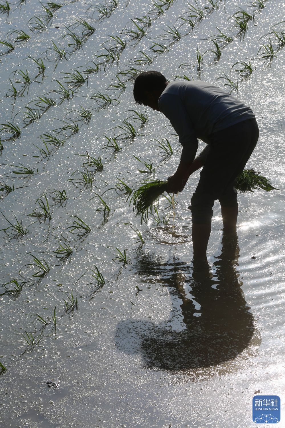 “三夏”插秧忙