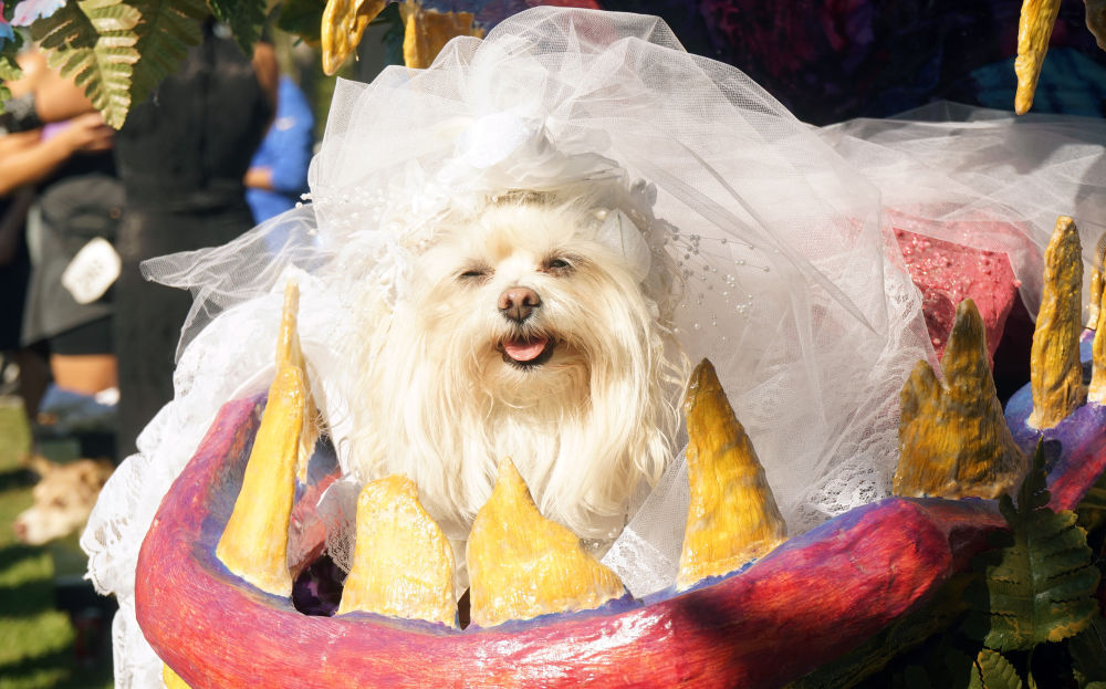 宠物狗航班美国首飞 票价6000美元 宠物狗航班美国首飞 票价6000美元