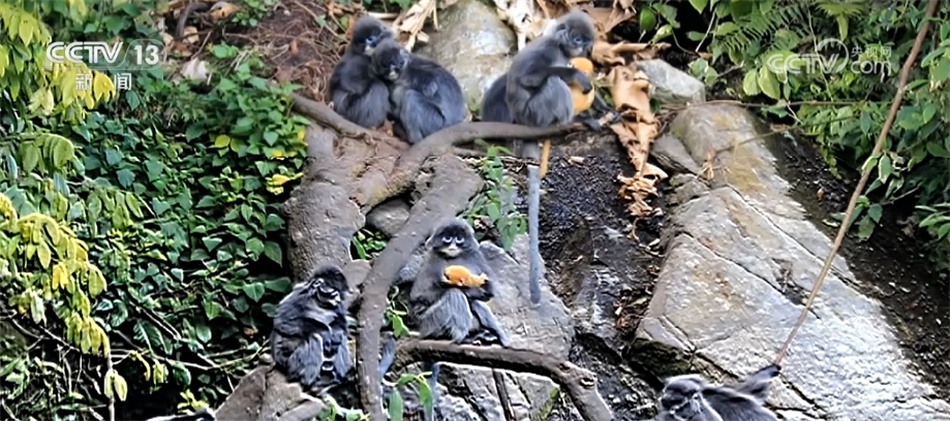 菲氏叶猴“举家出游” 多组镜头见证中国生物多样性保护“硕果累累” 菲氏叶猴“举家出游” 多组镜头见证中国生物多样性保护“硕果累累”