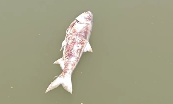 长江支流出现大量死鱼,水质恶臭、发黑!官方:污染源确定… 长江支流出现大量死鱼,水质恶臭、发黑!官方:污染源确定…