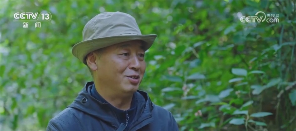 菲氏叶猴“举家出游” 多组镜头见证中国生物多样性保护“硕果累累” 菲氏叶猴“举家出游” 多组镜头见证中国生物多样性保护“硕果累累”