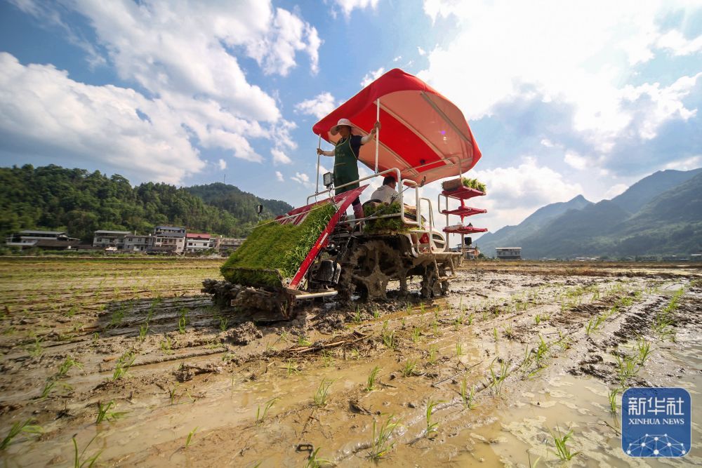 “三夏”插秧忙