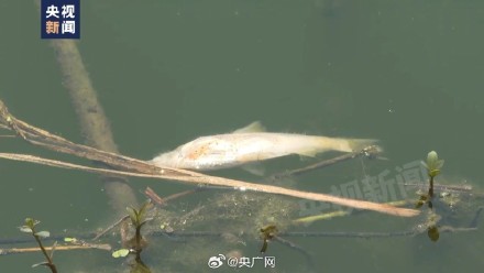 滁河南京段死鱼死虾仍在打捞 危化品起火污染物外泄致滁河水质异常