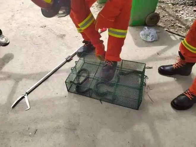 剧毒！女子在家听到“敲门声”，开门后瞬间崩溃