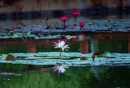 好运连连！广州莲花山惊现罕见双色睡莲