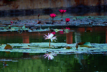 好运连连！广州莲花山惊现罕见双色睡莲