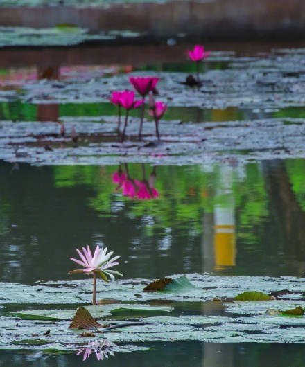 好运连连！广州莲花山惊现罕见双色睡莲
