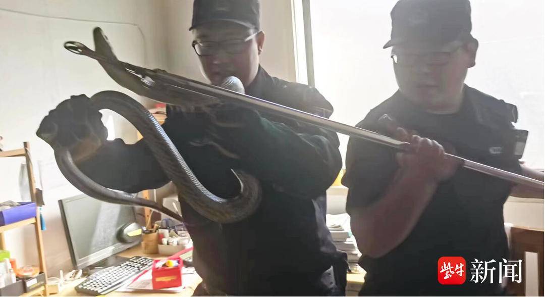 办公室闯进"不速之客"长蛇,警方及时处置