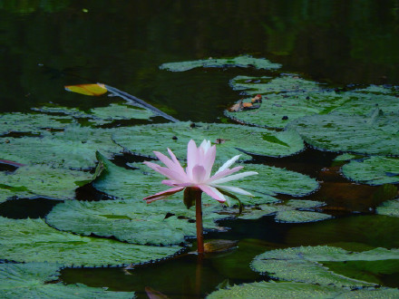 好运连连！广州莲花山惊现罕见双色睡莲