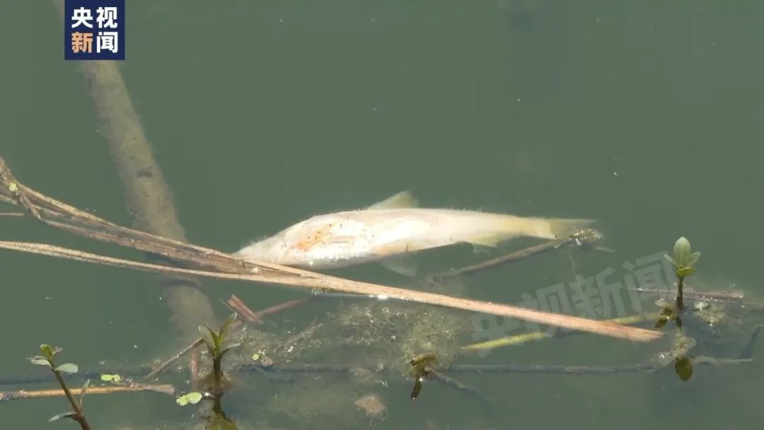一线调查！恶臭熏天、大量鱼虾死亡，这条长江支流怎么了？