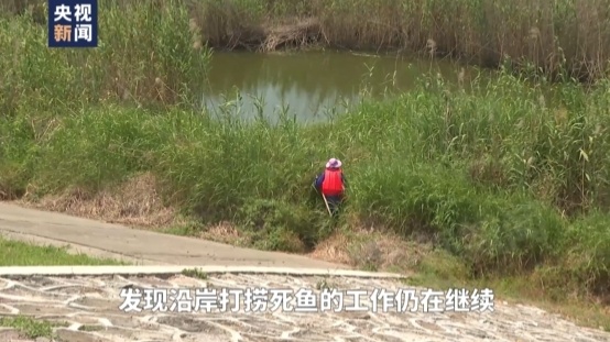 一线调查！恶臭熏天、大量鱼虾死亡，这条长江支流怎么了？