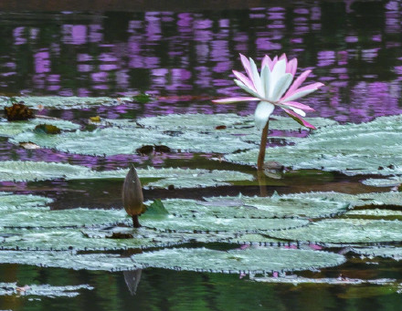 好运连连！广州莲花山惊现罕见双色睡莲