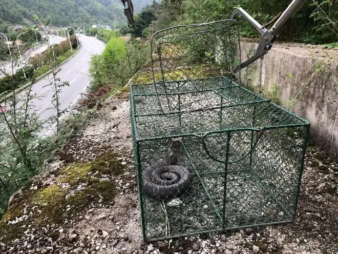 剧毒！女子在家听到“敲门声”，开门后瞬间崩溃