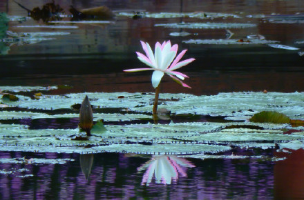 好运连连！广州莲花山惊现罕见双色睡莲