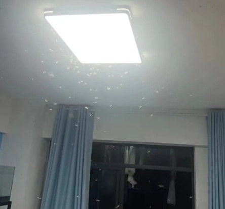 比暴雨还可怕!这东西正“空袭”重庆,很多人都崩溃了…… 比暴雨还可怕!这东西正“空袭”重庆,很多人都崩溃了……