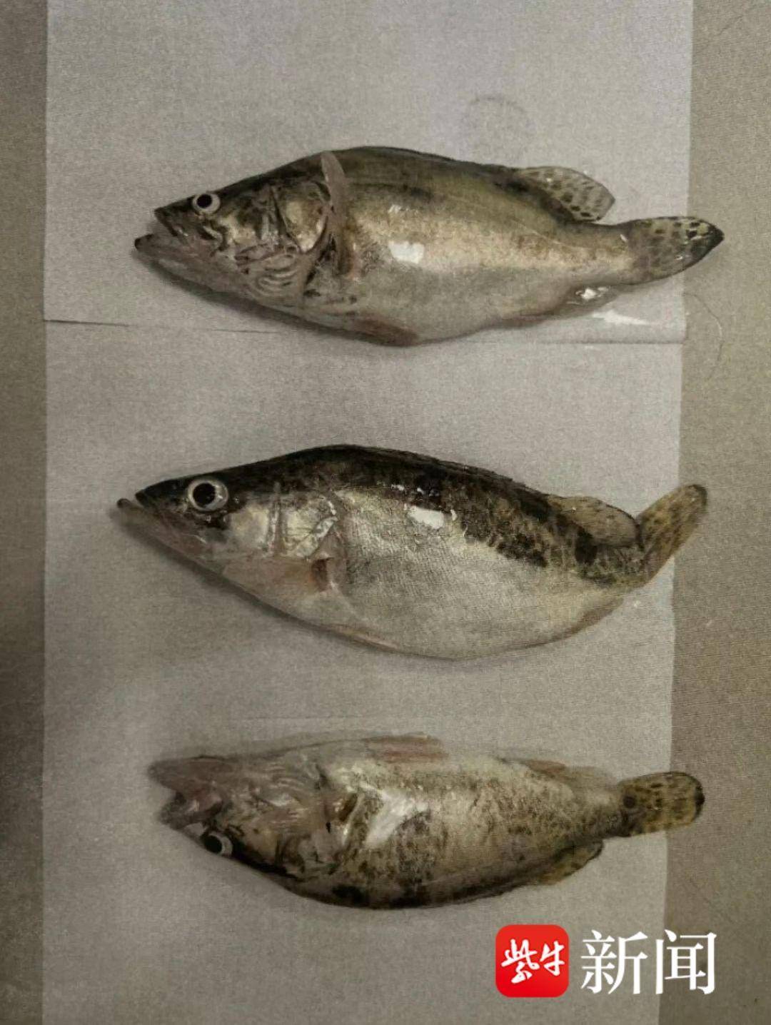 在长江“垂钓”卖鱼非法获利10余万元,南通四人获刑 在长江“垂钓”卖鱼非法获利10余万元,南通四人获刑